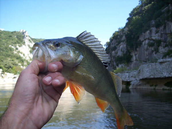 Stéphane Jouve Moniteur Guide Pêche